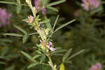 Tall lespedeza